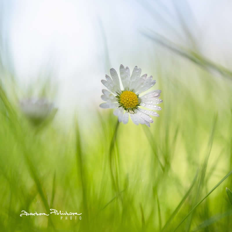 Flower Photography by Barbora Polivkova