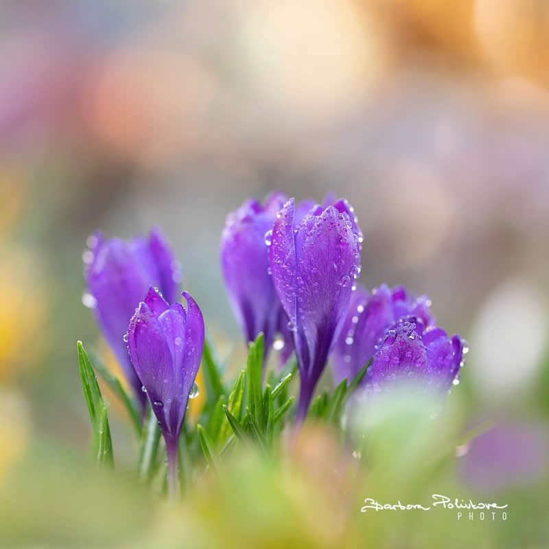 Flower Photography by Barbora Polivkova