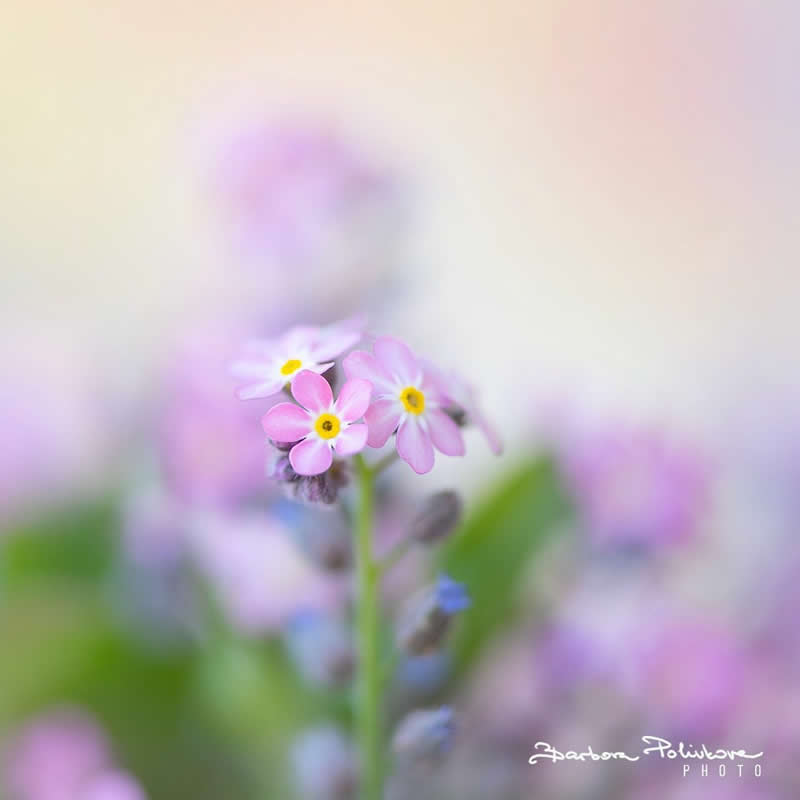 Flower Photography by Barbora Polivkova