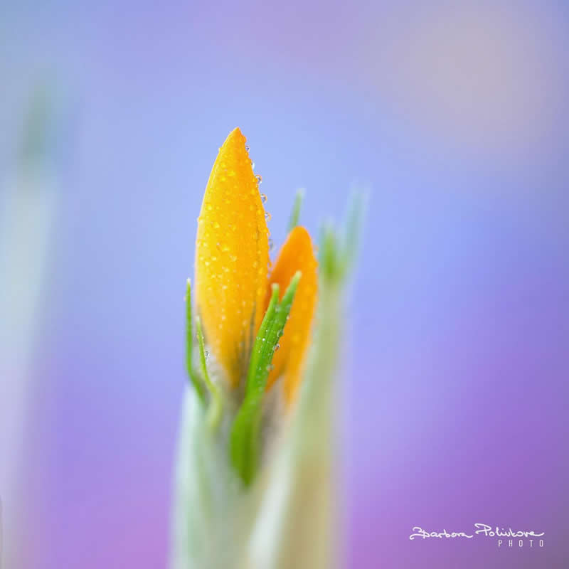 Flower Photography by Barbora Polivkova