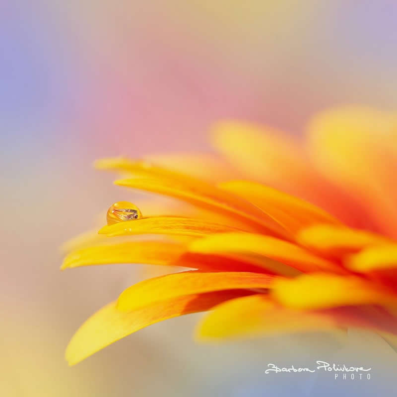 Flower Photography by Barbora Polivkova