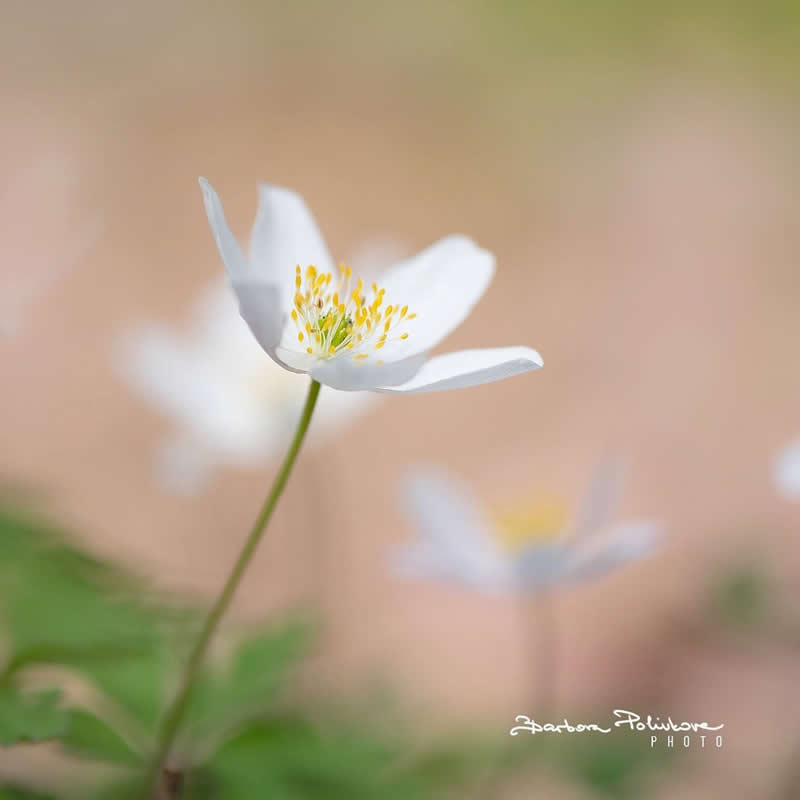 Flower Photography by Barbora Polivkova