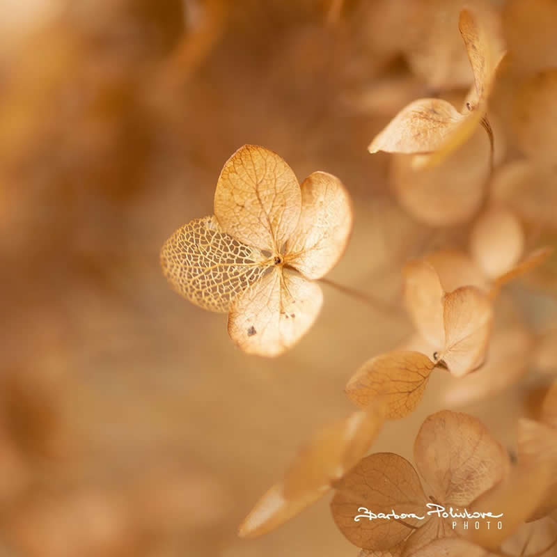 Flower Photography by Barbora Polivkova