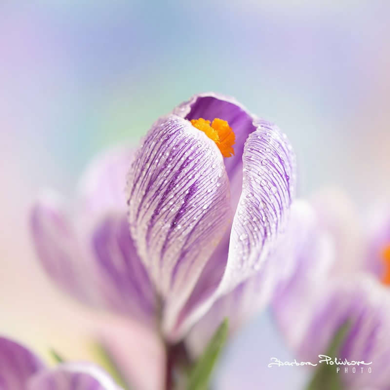 Flower Photography by Barbora Polivkova