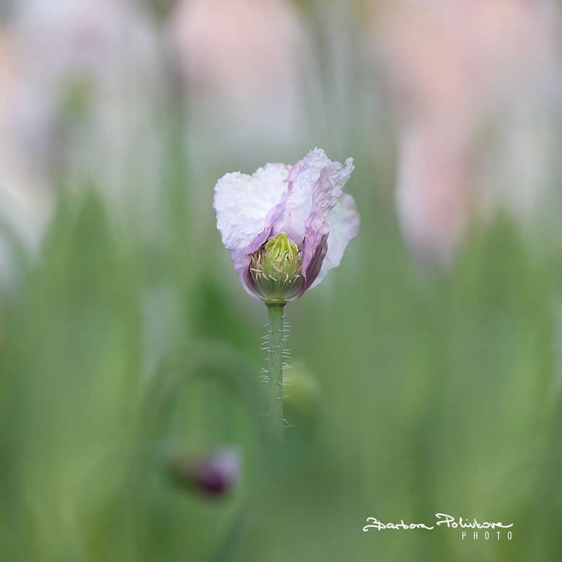 Flower Photography by Barbora Polivkova