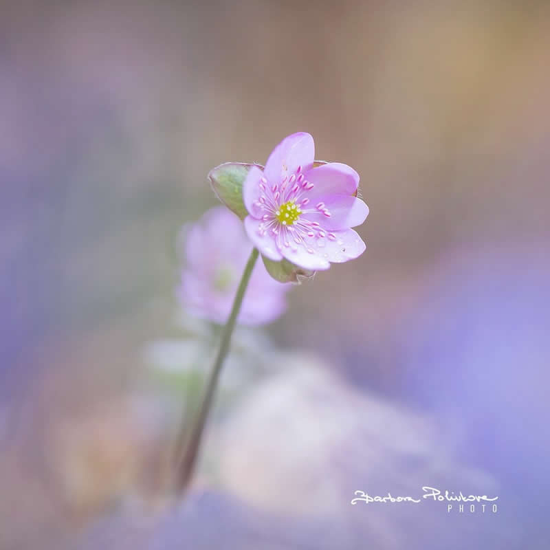Flower Photography by Barbora Polivkova
