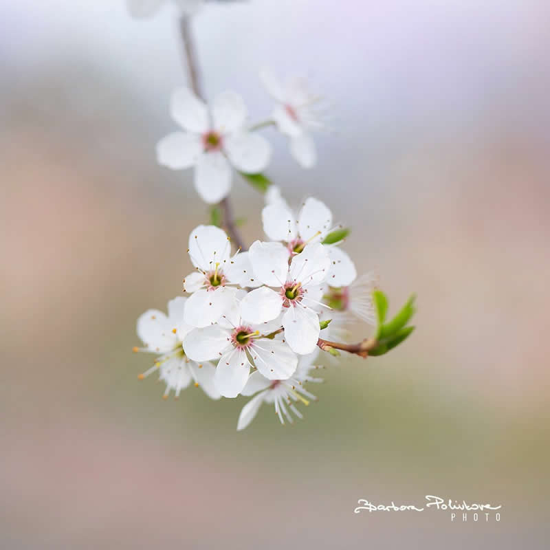 Flower Photography by Barbora Polivkova