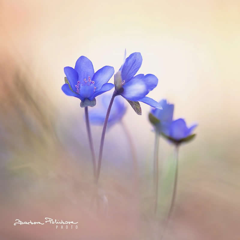 Flower Photography by Barbora Polivkova