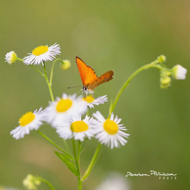 Flower Photography by Barbora Polivkova