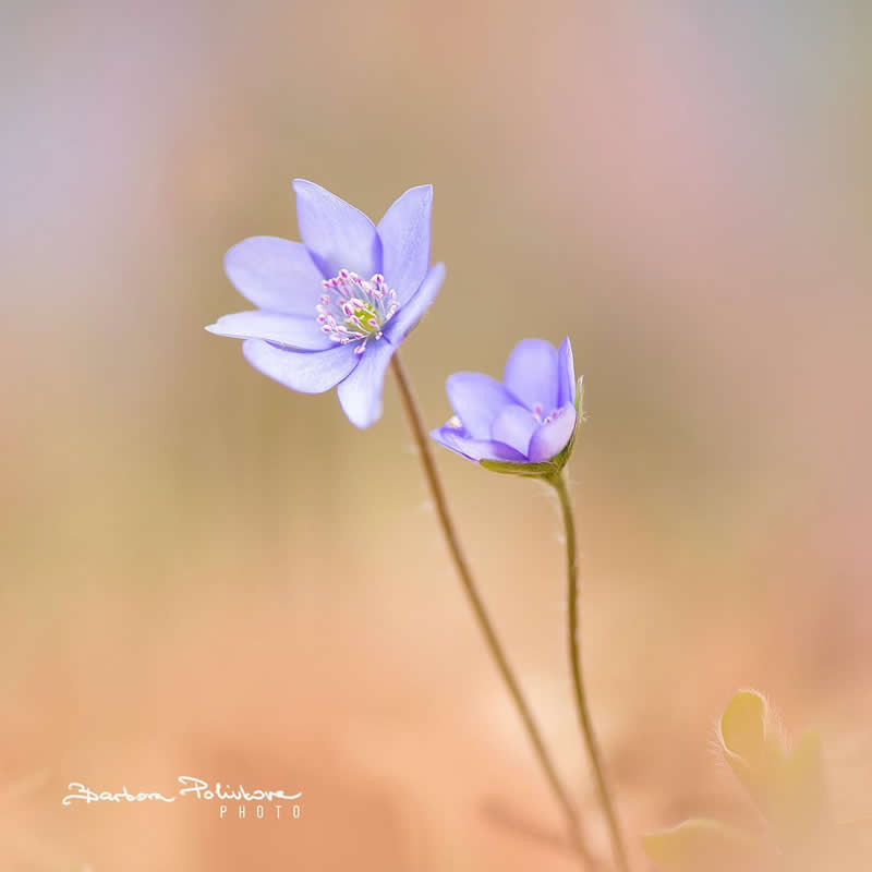 Flower Photography by Barbora Polivkova