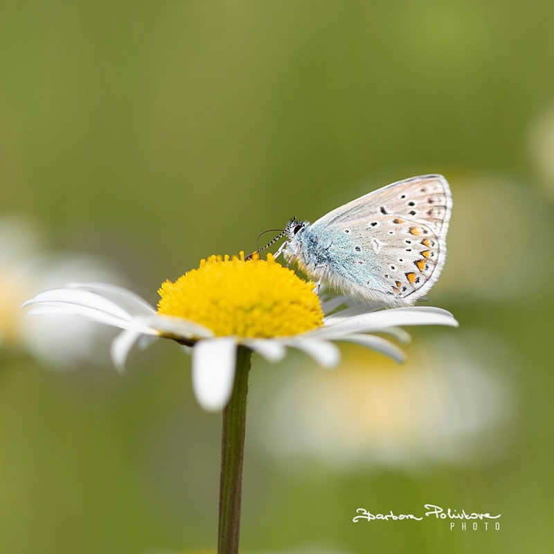 Flower Photography by Barbora Polivkova