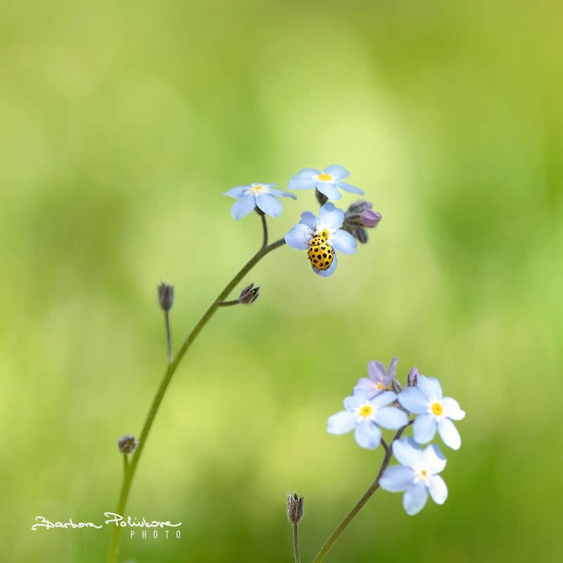 Flower Photography by Barbora Polivkova