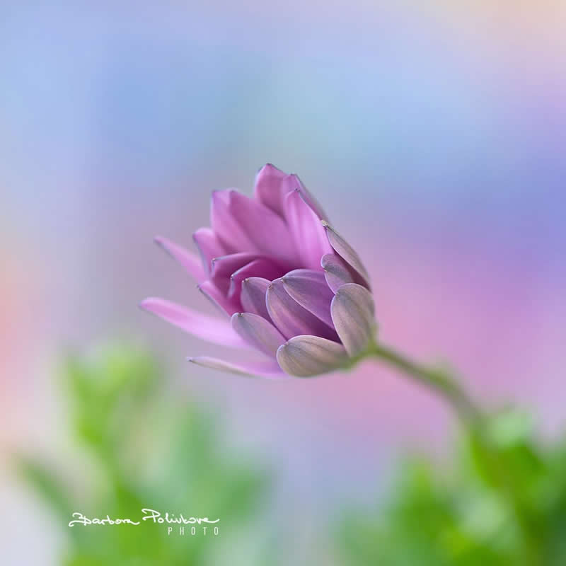 Flower Photography by Barbora Polivkova