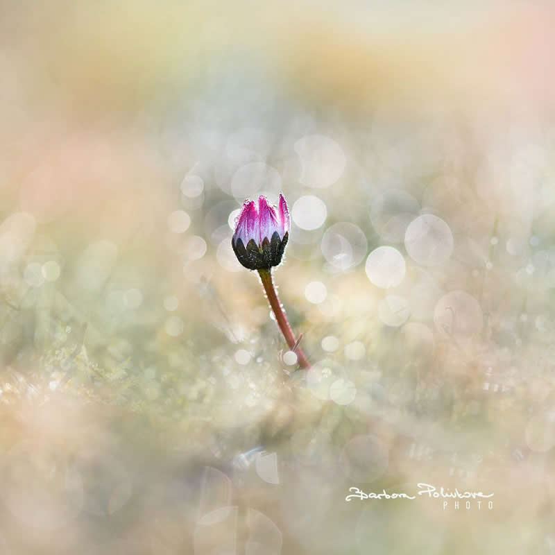 Flower Photography by Barbora Polivkova