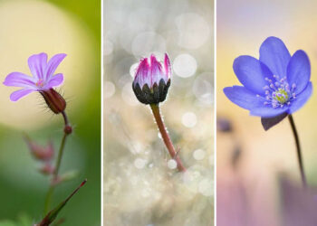 Flower Photography by Barbora Polivkova