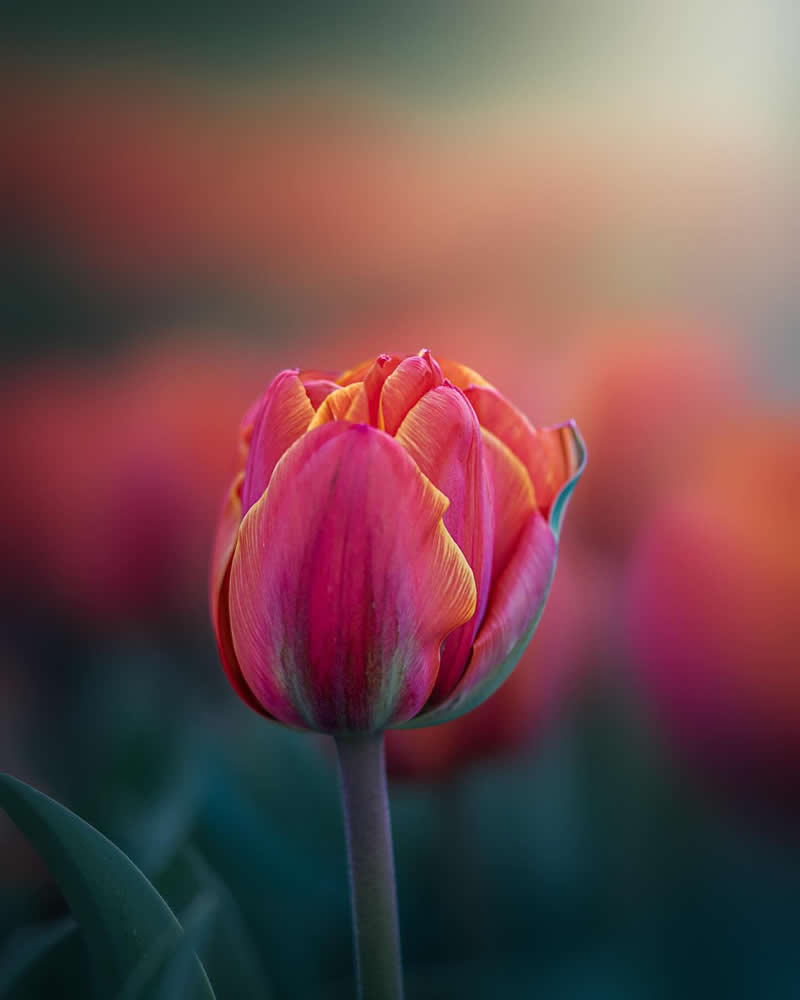 Flower Photography by Monica