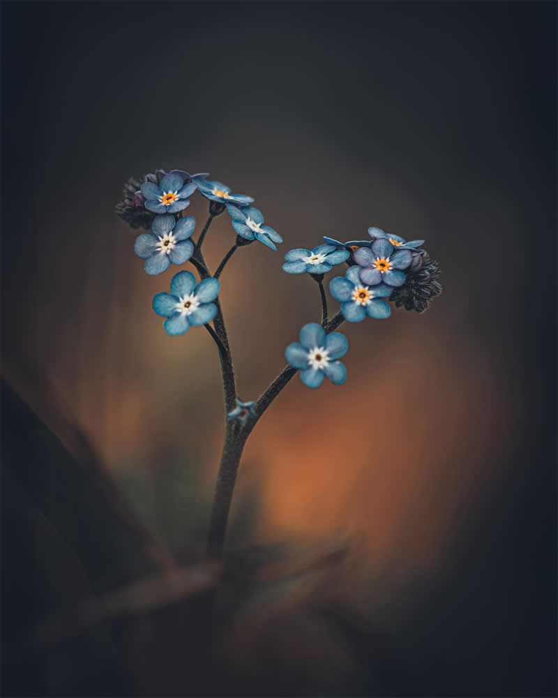 Flower Photography by Monica