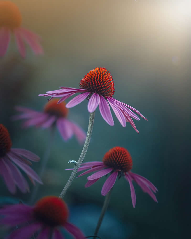 Flower Photography by Monica