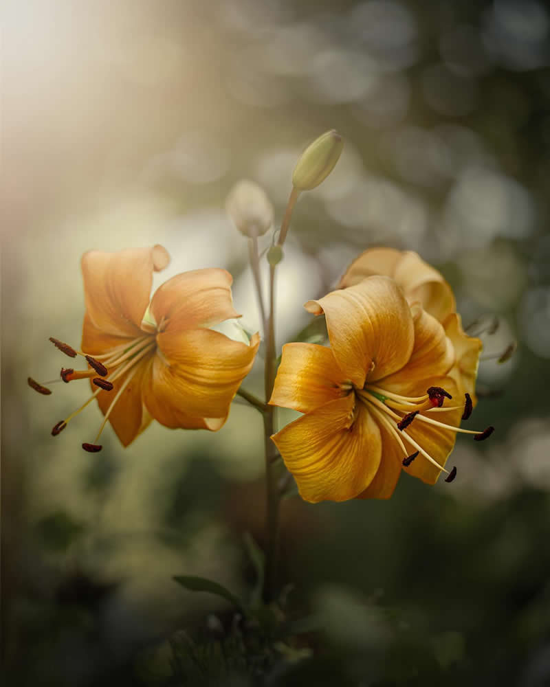 Flower Photography by Monica