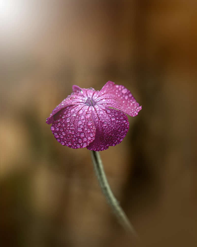 Flower Photography by Monica