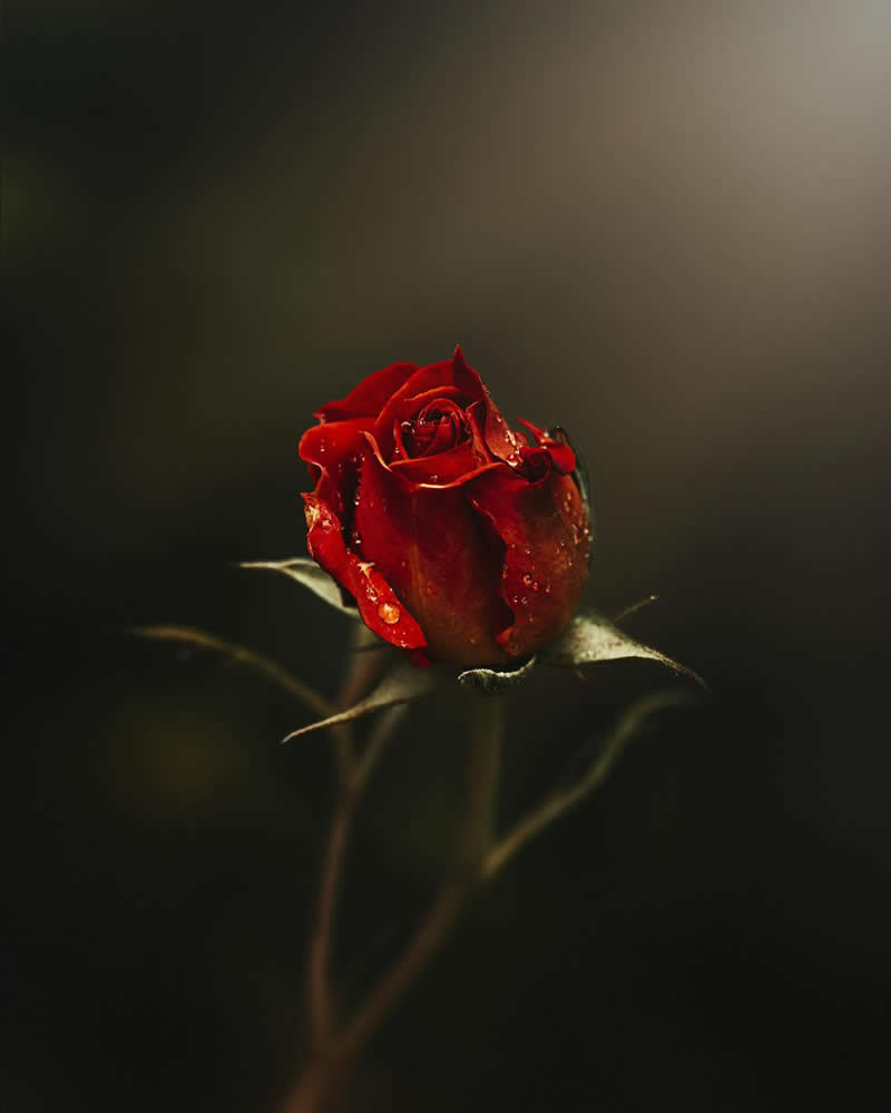 Flower Photography by Monica