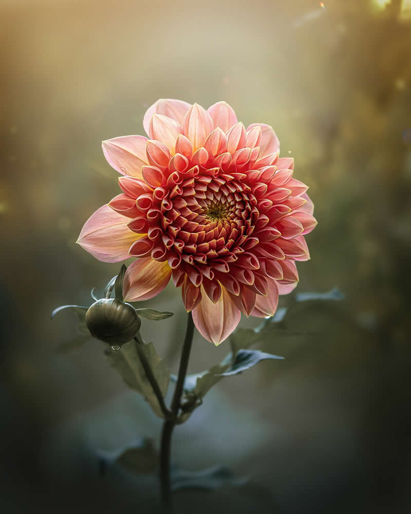 Flower Photography by Monica