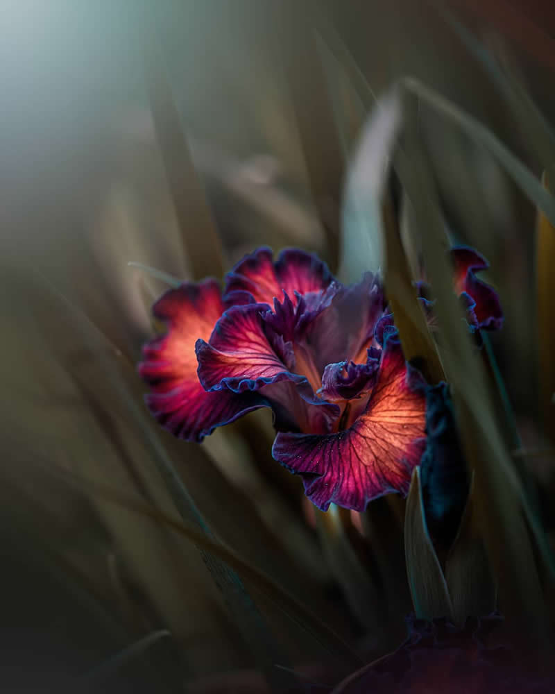 Flower Photography by Monica