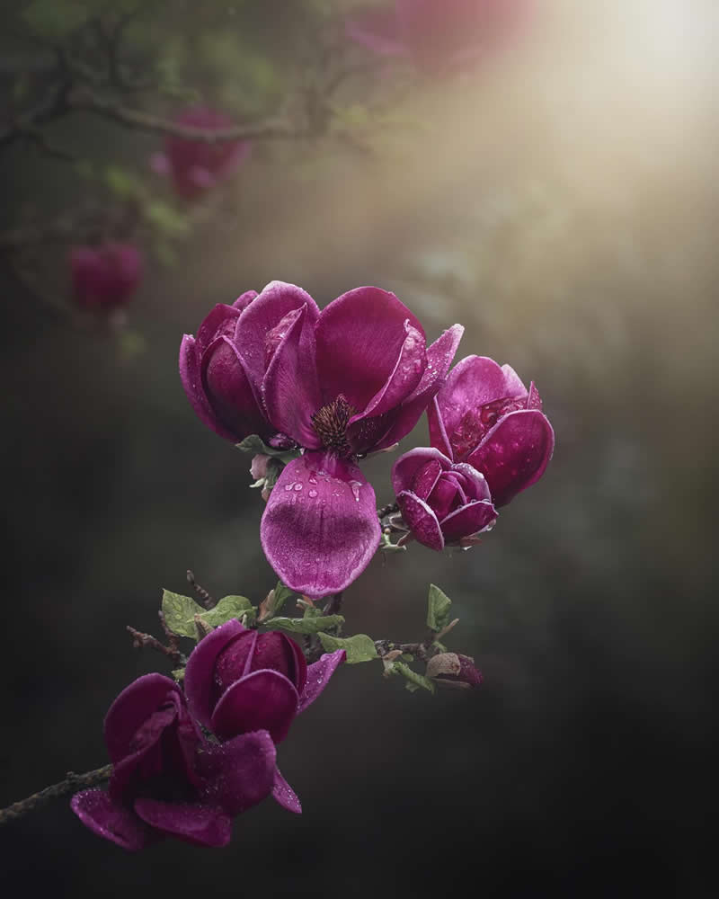 Flower Photography by Monica