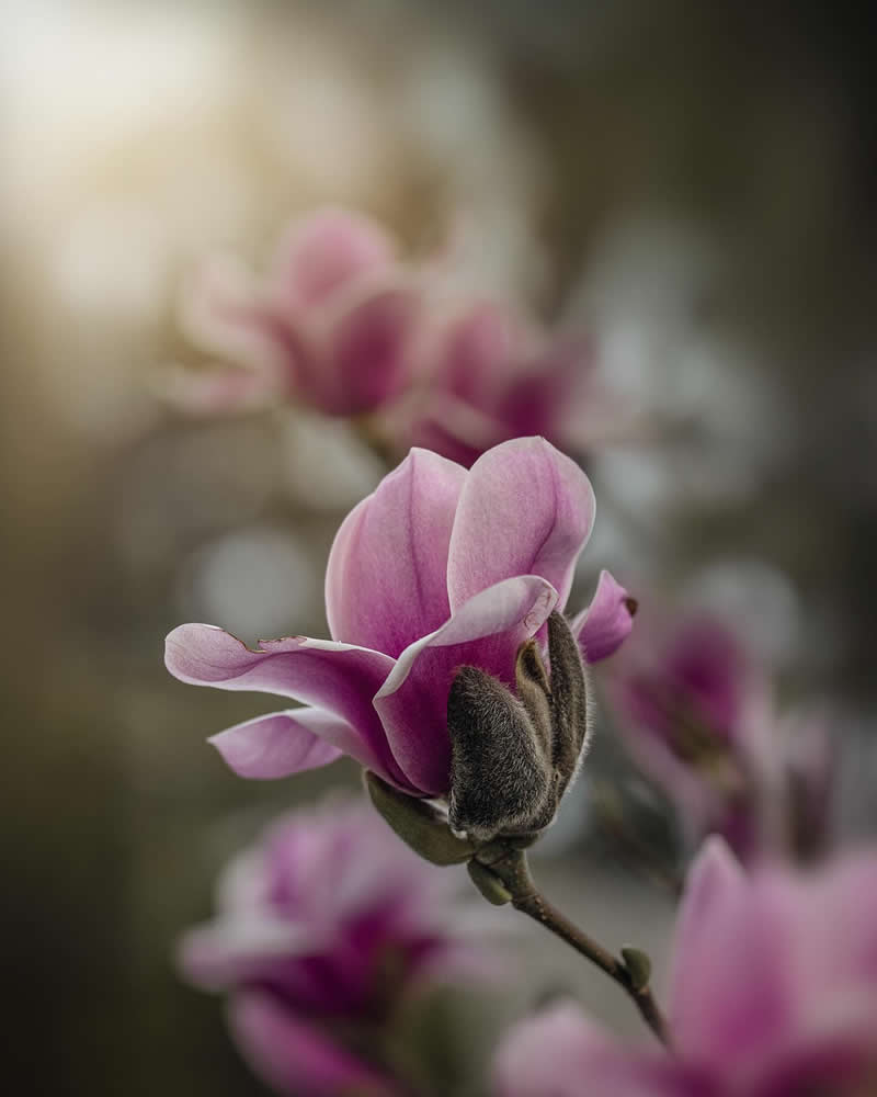 Flower Photography by Monica