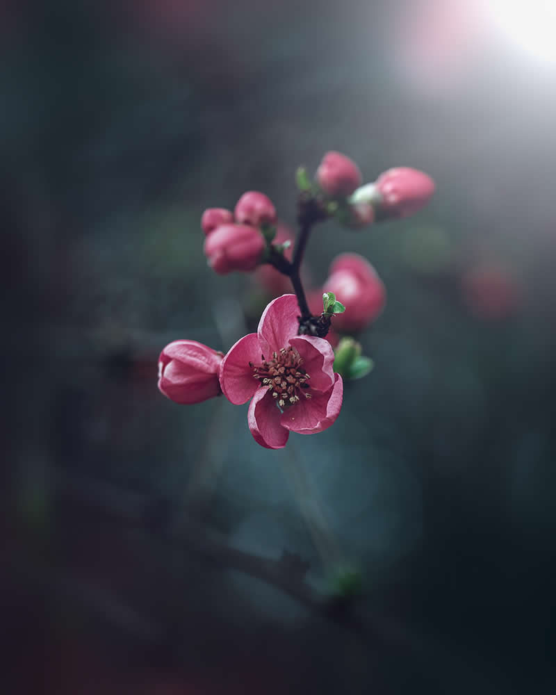 Flower Photography by Monica