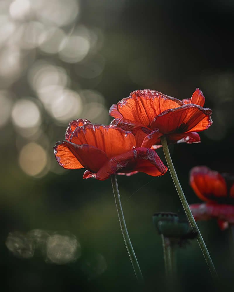 Flower Photography by Monica