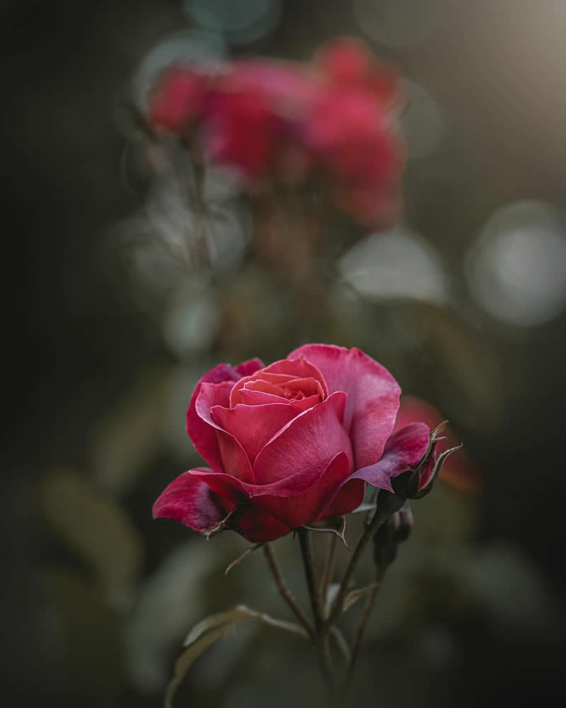 Flower Photography by Monica