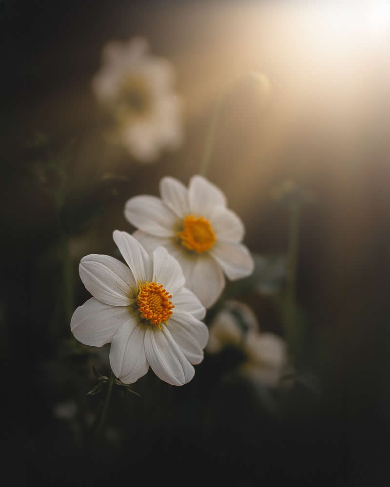 Flower Photography by Monica