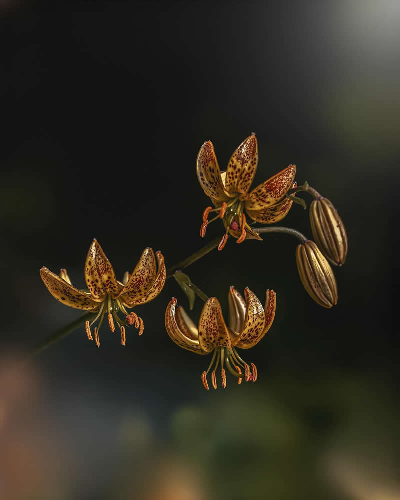 Flower Photography by Monica