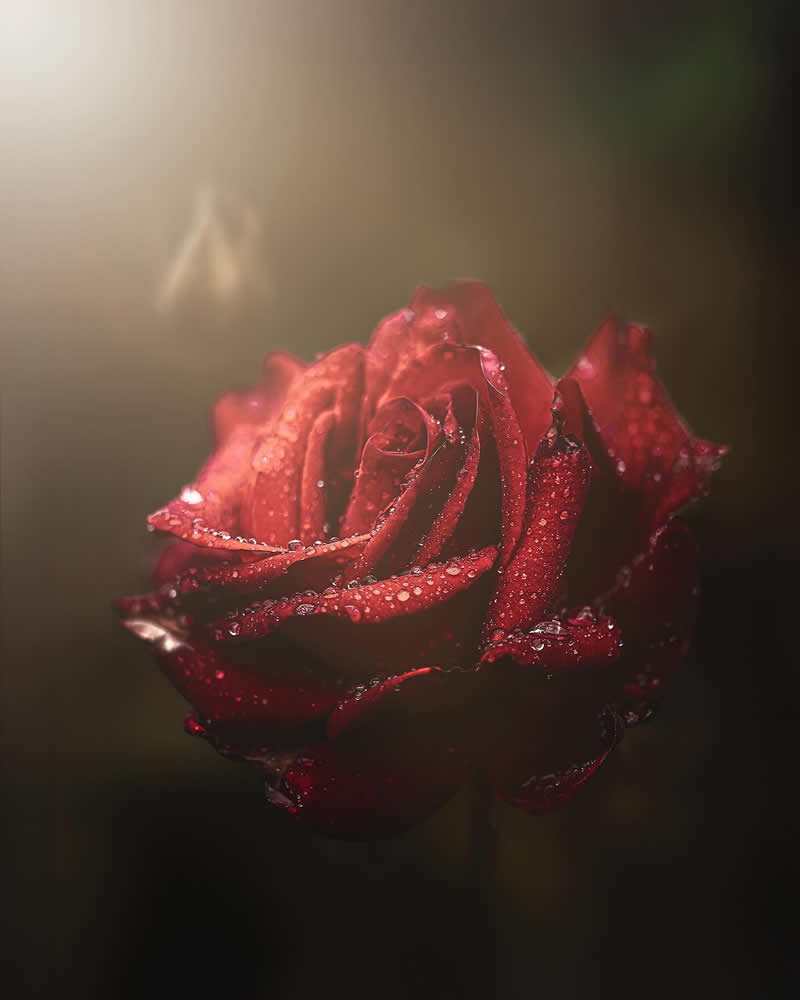 Flower Photography by Monica