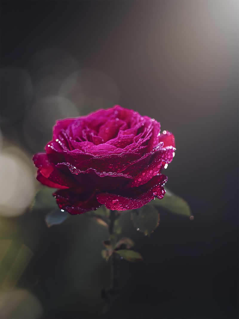 Flower Photography by Monica