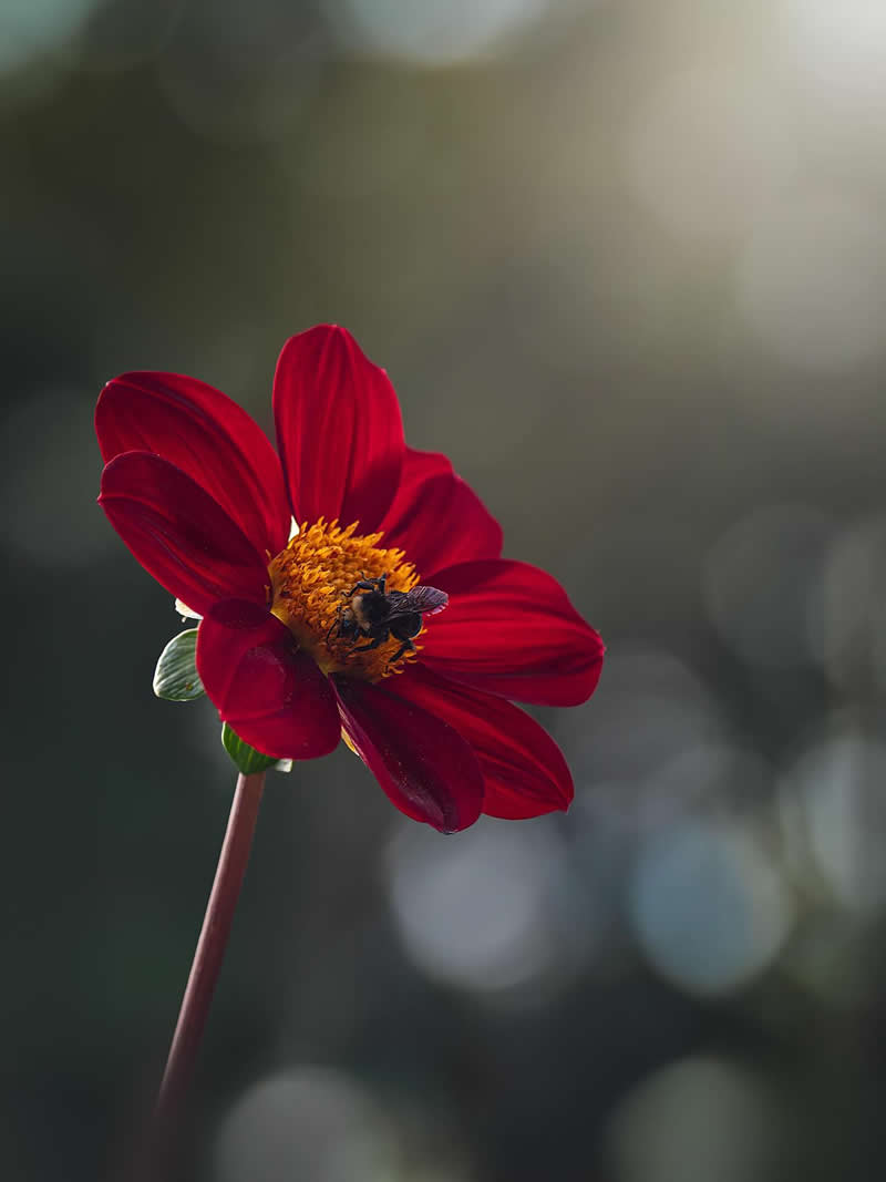 Flower Photography by Monica