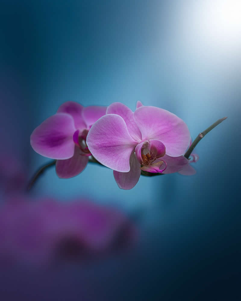 Flower Photography by Monica