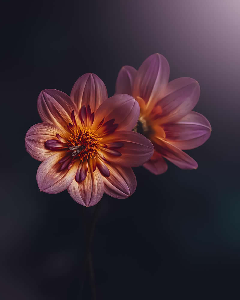 Flower Photography by Monica