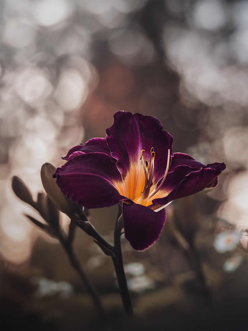 Flower Photography by Monica