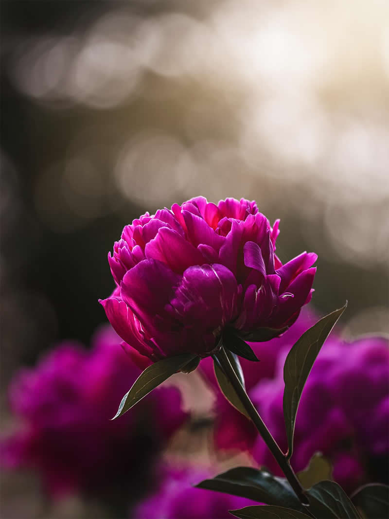 Flower Photography by Monica