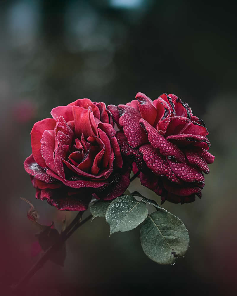 Flower Photography by Monica