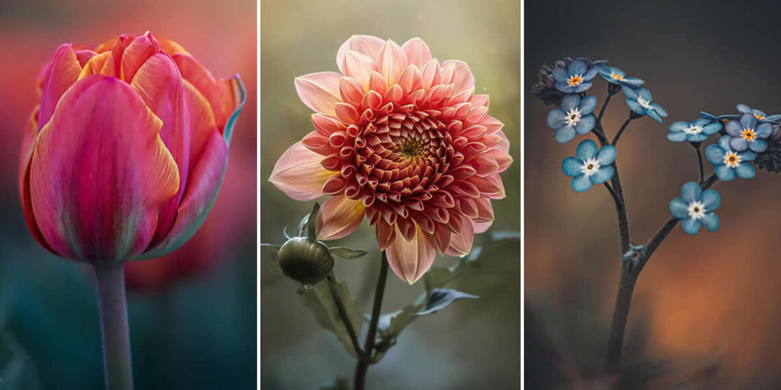 Flower Photography by Monica