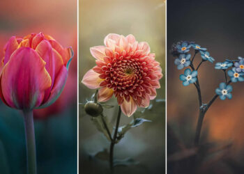 Flower Photography by Monica