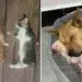 30 Hilarious and Heart-Melting Animal Moments That Prove Cuteness Is Universal 71 heart melting animal photos