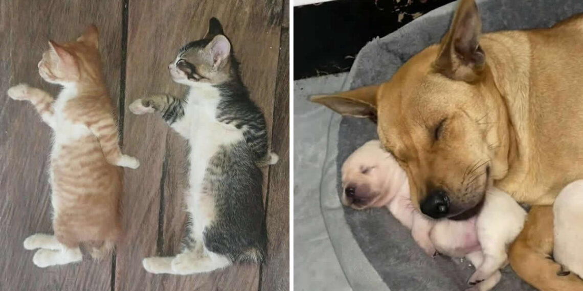 Hilarious and Heart-Melting Animal Moments