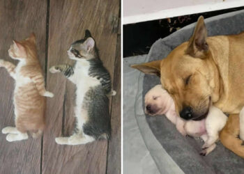 Hilarious and Heart-Melting Animal Moments