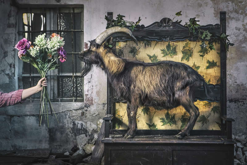 Heartwarming Photos of Humans and Animals by Diana Bagnoli