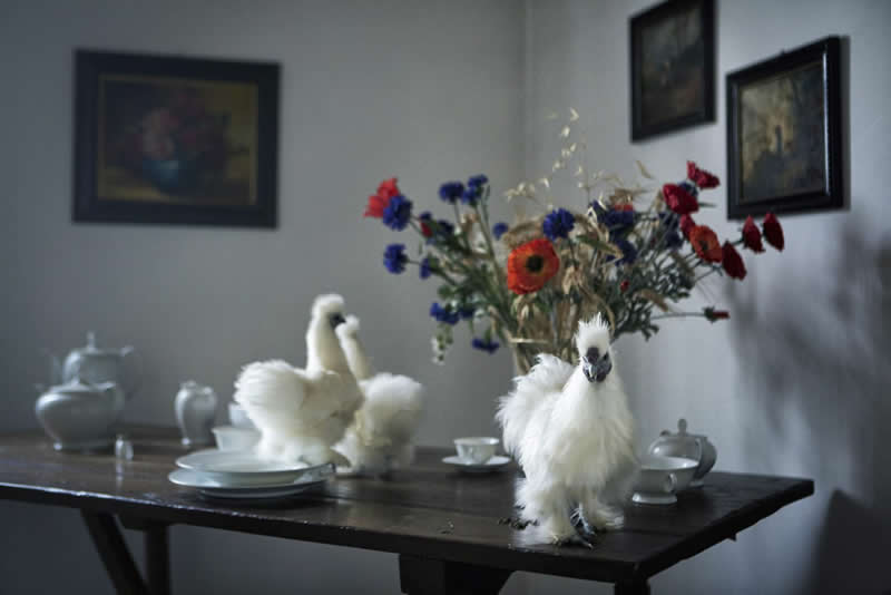 Heartwarming Photos of Humans and Animals by Diana Bagnoli