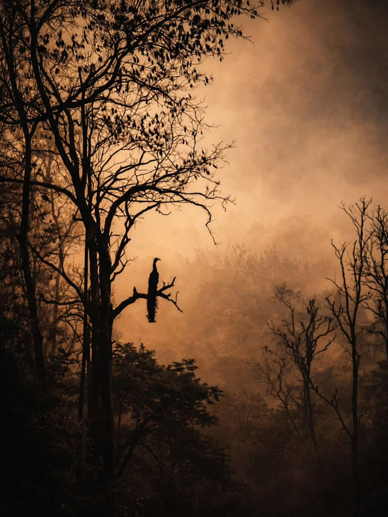 Indian Wildlife Photography by Ashok Sikri